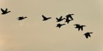 Image Of A Swarm Of Ducks Flying In The Sky Stock Photo