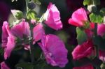 Hollyhock Flower Stock Photo