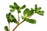 Purslane Stock Photo