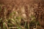 Field Of Australian Sorghum Stock Photo