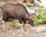 Gaur Seladaing Bos Gaurus Stock Photo