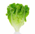 Lettuce Isolated On The White Background Stock Photo