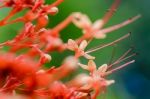 Clerodendrum Paniculatum Or Pagoda Flower Stock Photo