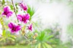 Orchid Flower Bouquet In Garden Stock Photo