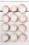 Several Clam Shells Isolated Stock Photo