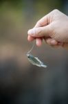 Nile Tilapia Fish Hanging On Hook Stock Photo