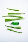 Aloe Vera On White Background Stock Photo