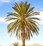 Palm In The  Desert Oasi Morocco Sahara Africa Dune Stock Photo