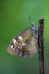 Butterfly Resting In A Branch Stock Photo