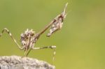 Empusa Pennata Insect Stock Photo