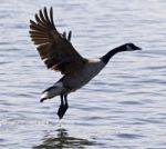 Beautiful Background With A Canada Goose Taking Off From The Water Stock Photo