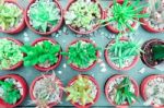 Green Cactus And Succulent Plant In Pink Rose Red Flower Pot. Top View - Flat Lay - Color Tone Stock Photo