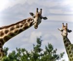 Beautiful Photo Of Two Cute Giraffes Eating Leaves Stock Photo