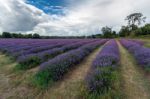 Lavender Field In Banstead Stock Photo