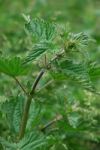 Stinging Nettle Stock Photo