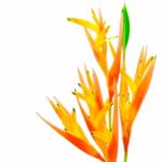 Orange Heliconia Stock Photo