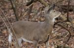 Photo With The Deer Looking Aside Stock Photo