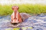 Hippopotamus Stock Photo