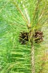 Pine Cone On Branches Of Tree In Summer Stock Photo