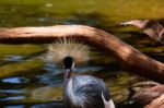 Fuengirola, Andalucia/spain - July 4 : Black Crowned Cranes At T Stock Photo