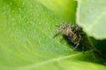 Jumping Spider Stock Photo