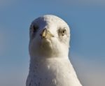 Isolated Photo Of A Funny Cute Gull Stock Photo