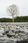 Dry Dead Trees Stock Photo