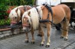 Bedraggled Horses In St Wolfgang Stock Photo