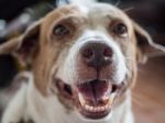 White And Brown Smiling Dog Stock Photo