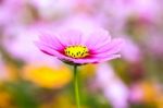 Colorful Cosmos Flower Blooming In The Field Stock Photo