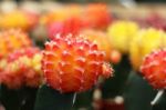 Colorful Cactus In Pots Stock Photo