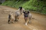 Puppy Playing On The Road In Thailand Stock Photo