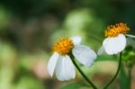 Grass Flower Stock Photo