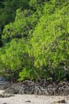 Mangrove Forest Stock Photo