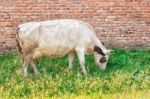 Cow Grazing On The Lawn Stock Photo