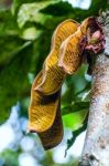 Plant From Jungle. Ecuadorian Amazon Stock Photo