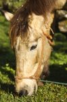 Horse Eating Grass Stock Photo