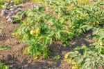 Ripening Green Tomatoes In The Garden Stock Photo