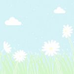 Daisy Background Stock Photo