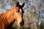 Horse In The Paddock Stock Photo