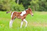 Horse Foal Walking In Green Grass Stock Photo