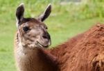 Close-up Of The Beautiful Lama Stock Photo