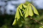 Horse Chestnut Tree Bursting With New Growth Stock Photo