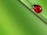 Ladybug Stock Photo