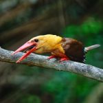 Male Brown-winged Kingfisher Stock Photo