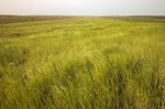 Mediterranean Native Vegetation Stock Photo