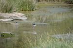 Black-winged Stilt, Common Stilt, Or Pied Stilt (himantopus Hima Stock Photo