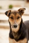 Street Dog Stock Photo