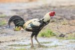 Thai Fighting Cock On Farm Field Stock Photo