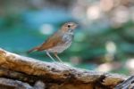 Rufous-tailed Robin Stock Photo